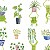 Frogs & Fronds