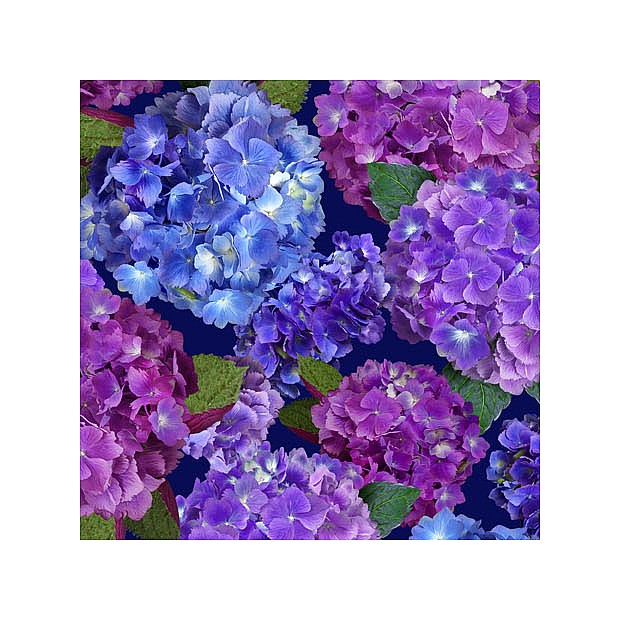 Hydrangea Blooms
