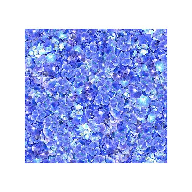 Hydrangea Blooms