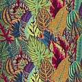 Coleus