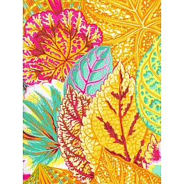 Coleus