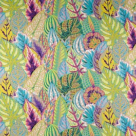 Coleus