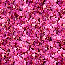 Blossom