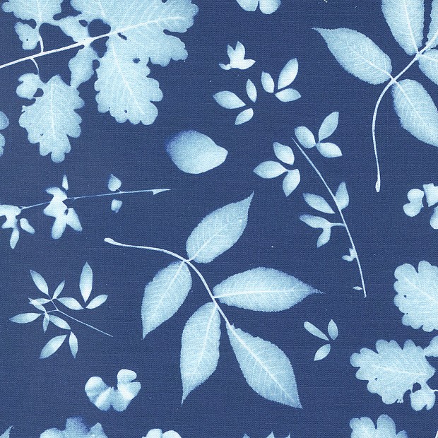 Bluebell