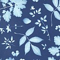 Bluebell