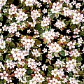 Blossom
