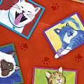 Cat Chat