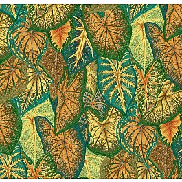 Caladiums