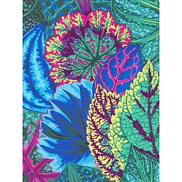 Coleus