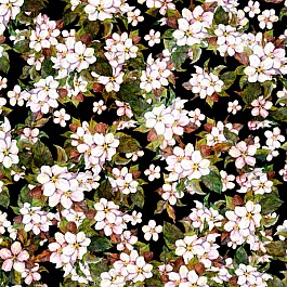 Blossom