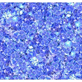 Hydrangea Blooms