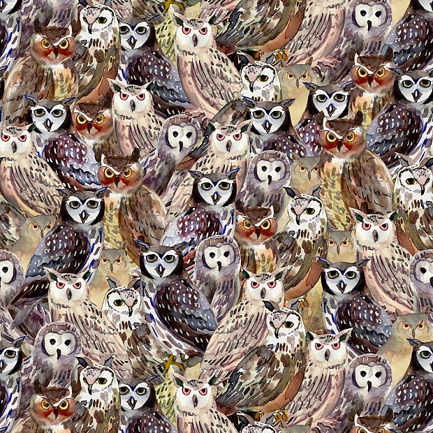 Wild Wonder