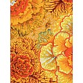 Brassica