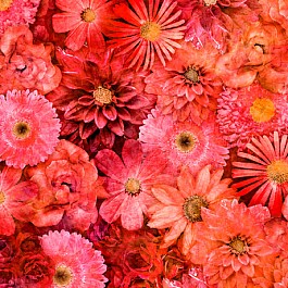 Blossom