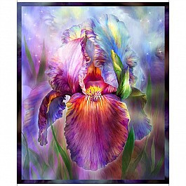 Rainbow Iris